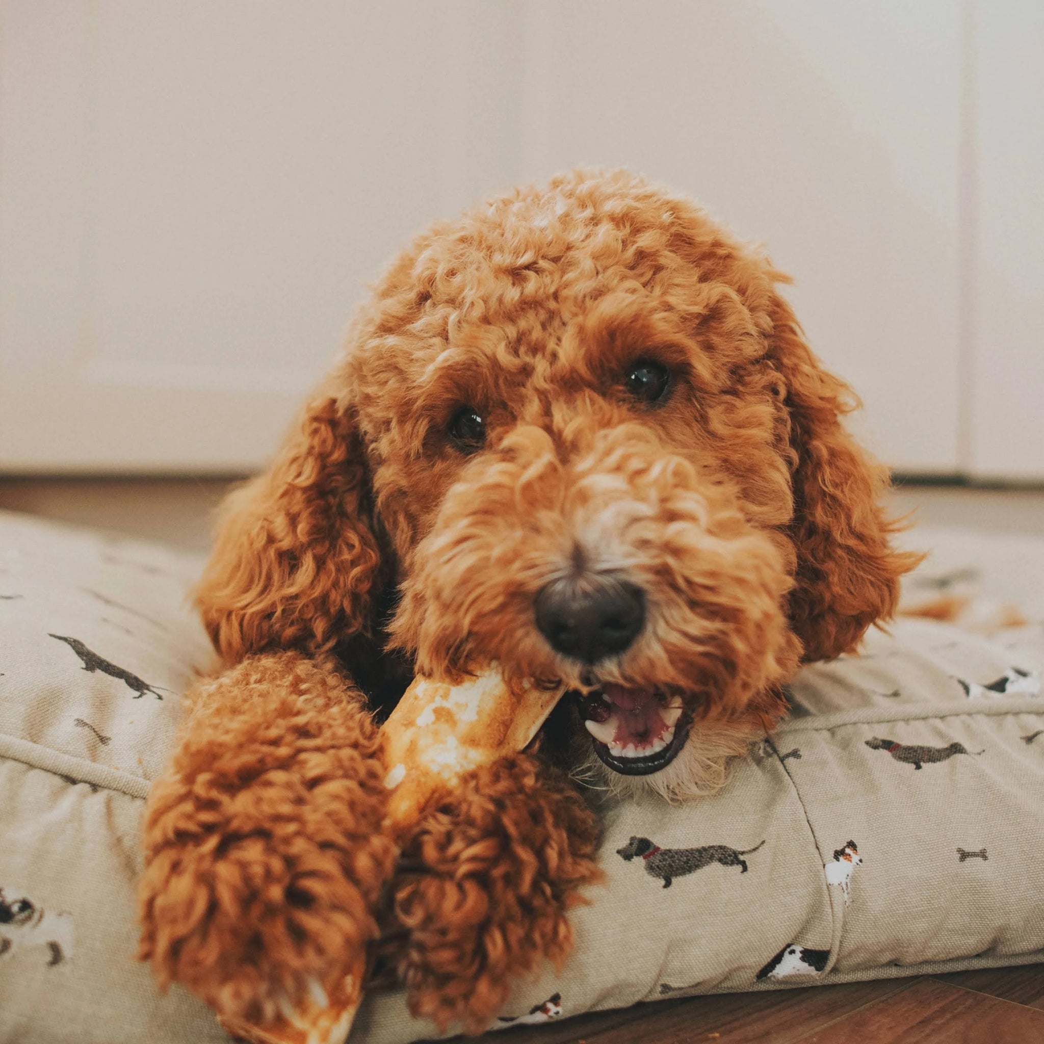 Earth Animal No Hide Venison Dog Chews - Medium - 2 Pack