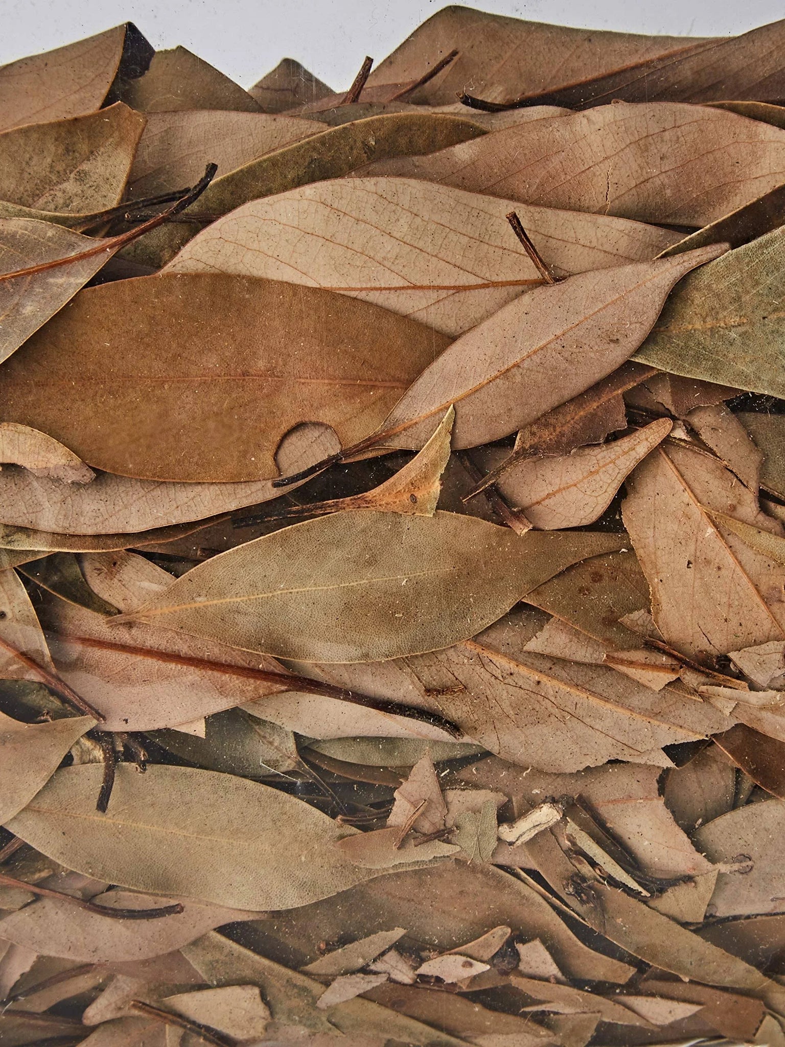 Equatorial Forest Substrate 8.8 Litres,brown