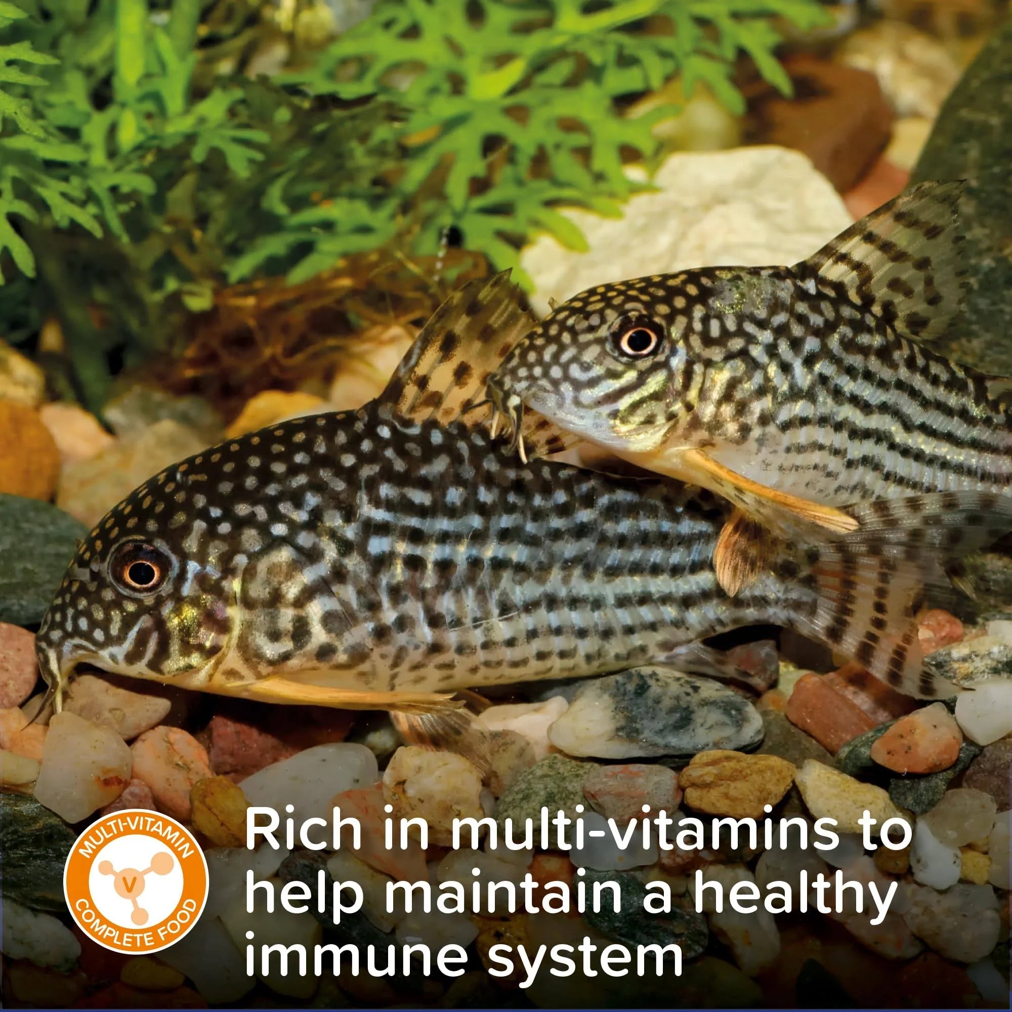 King British Algae Fish Food Wafers 40g