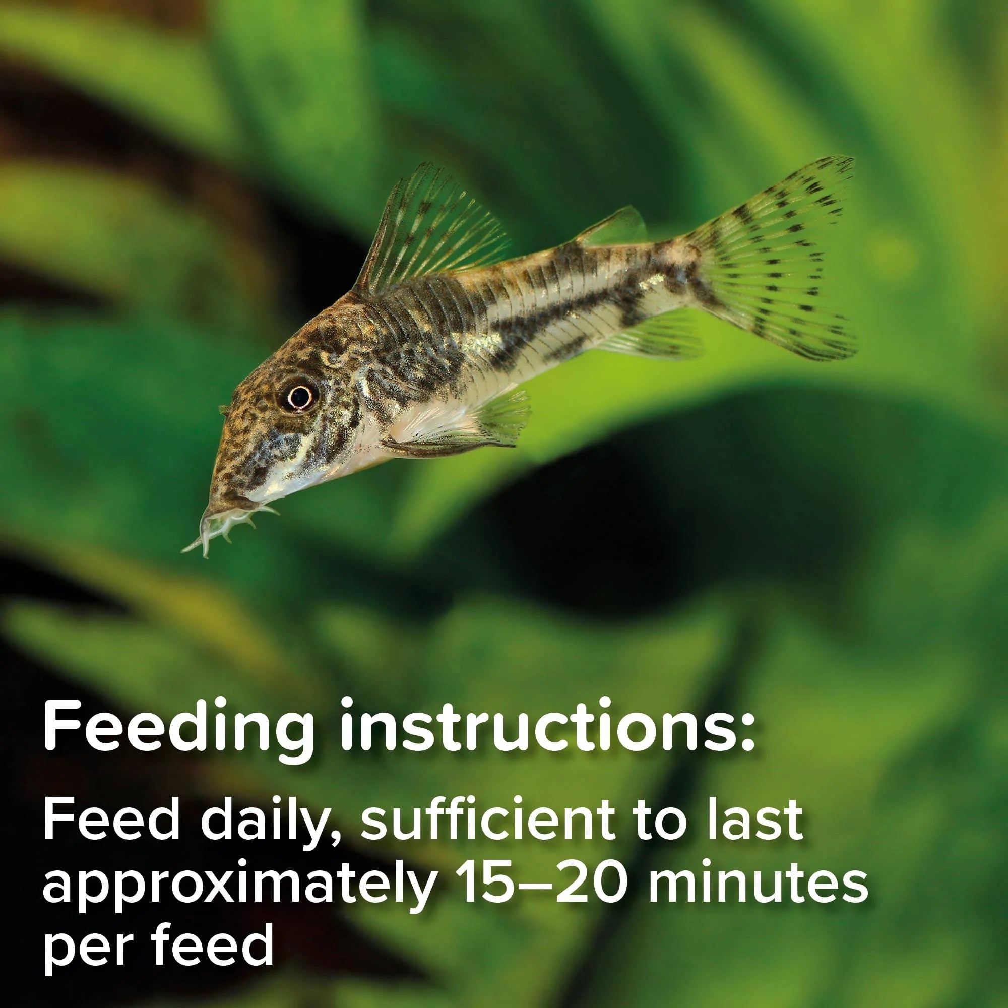 King British Algae Fish Food Wafers 40g