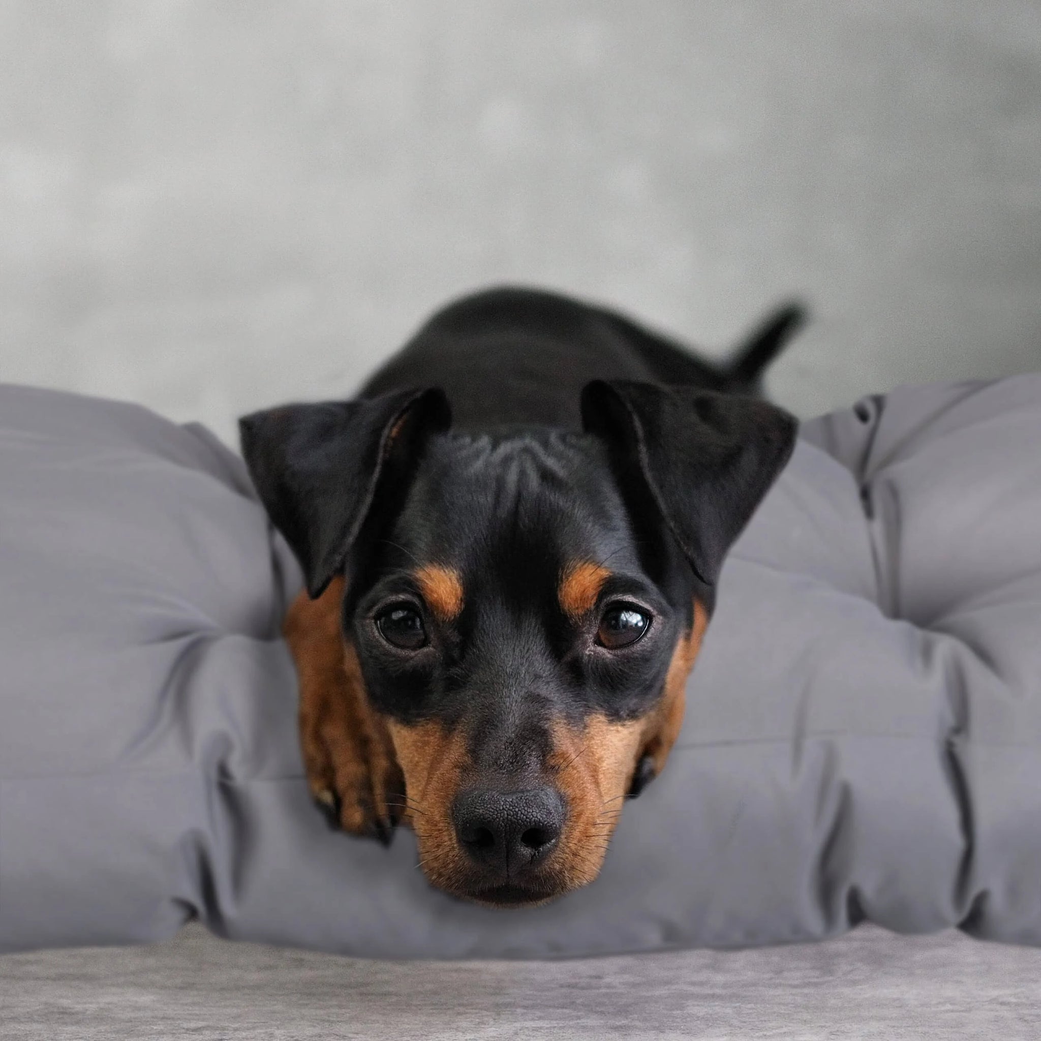 Relaxdays Dog Bed Grey