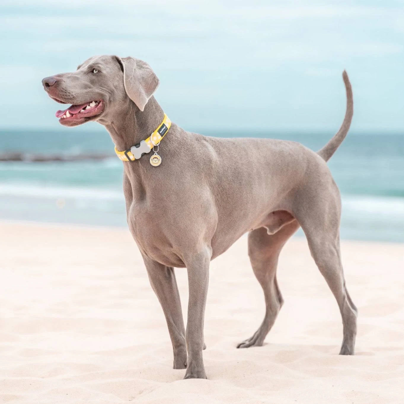 Red Dingo Plain Black Dog Collar Small