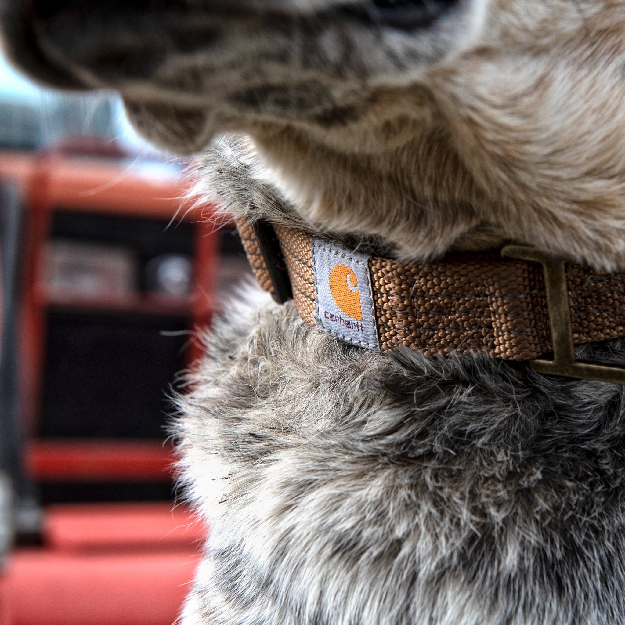 Carhartt Nylon Duck Dog Collar, Light Moss, Medium