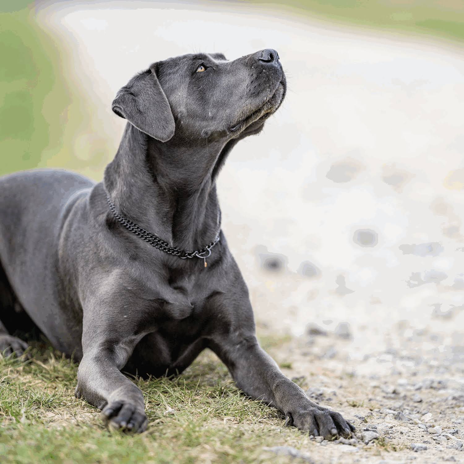 HS Sprenger Double Dog Collar - 35 cm