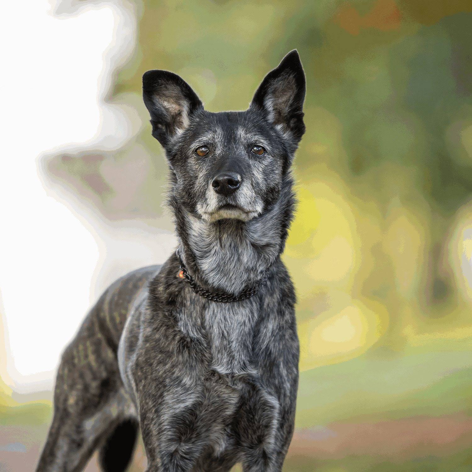 HS Sprenger Double Dog Collar - 35 cm