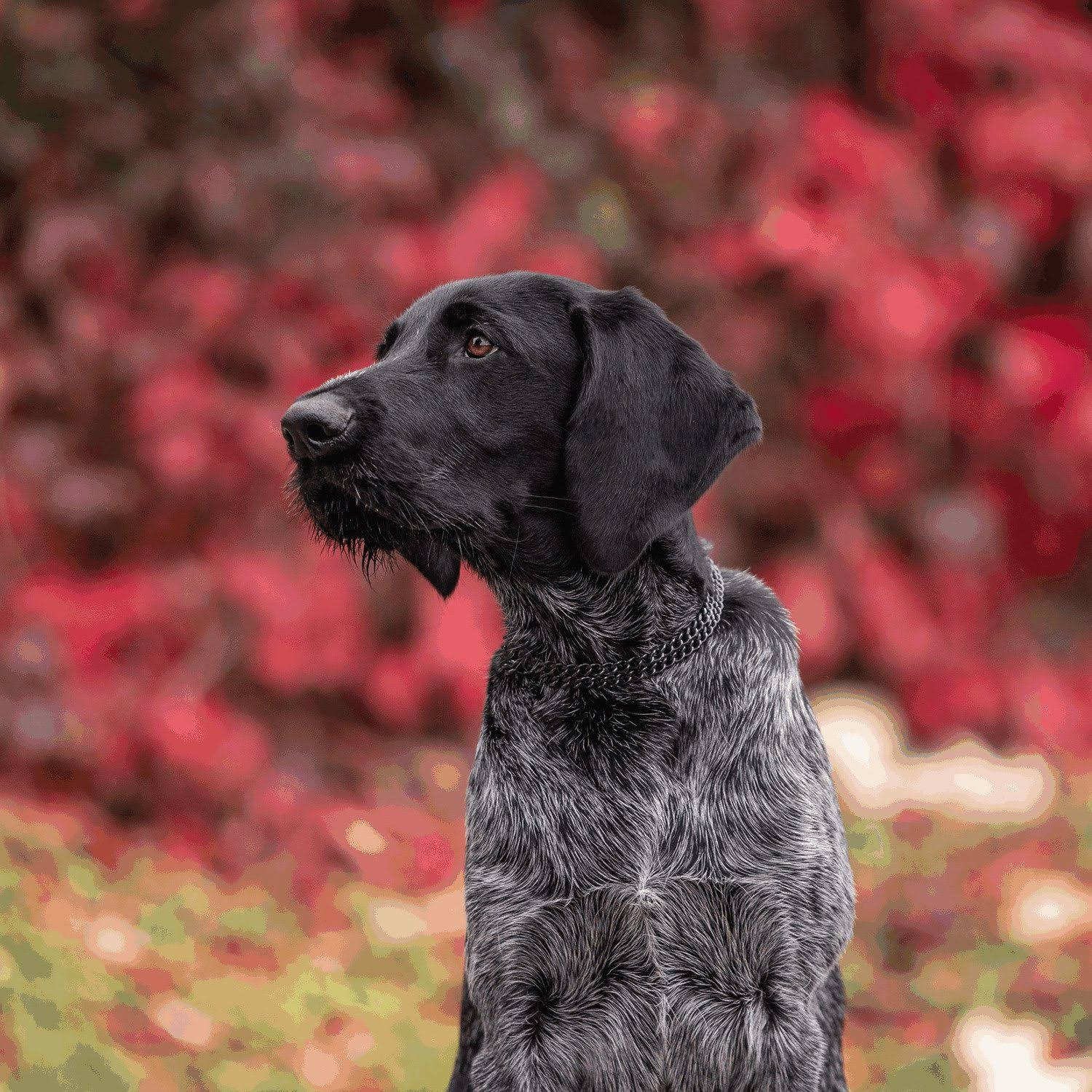 HS Sprenger Double Dog Collar - 35 cm