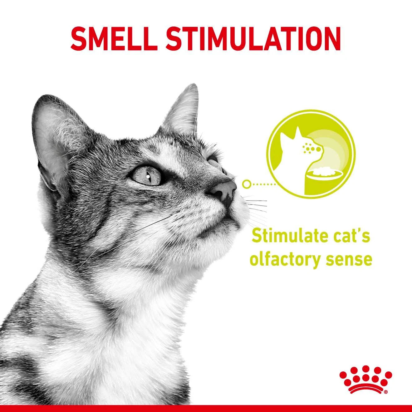 Royal Canin Sensory Smell in Gravy Wet Cat Food - 12 x 85g