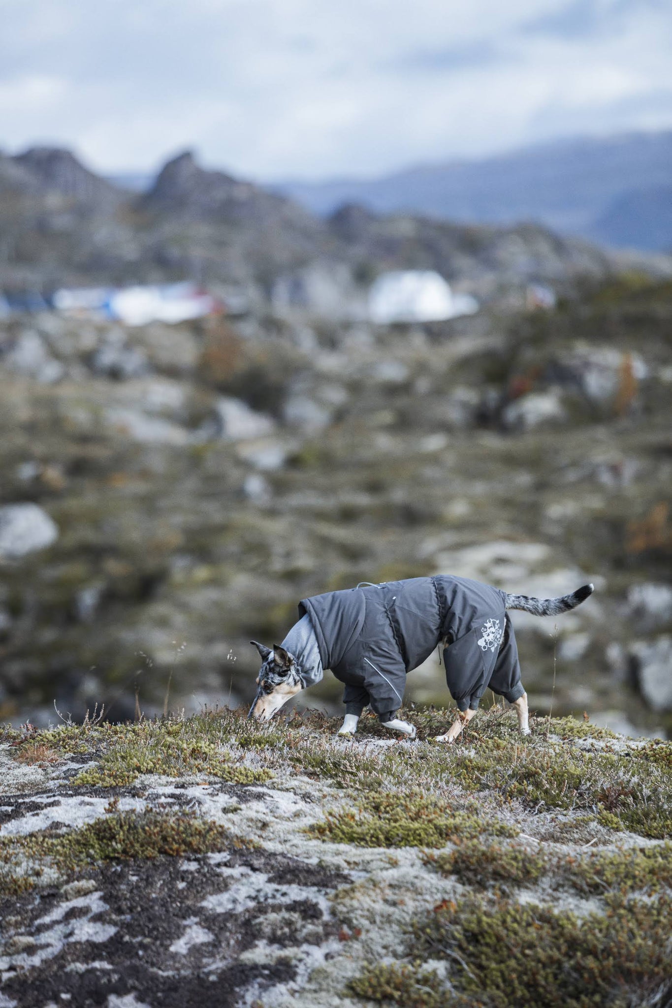 Hurtta Extreme Overall Insulated Dog Jacket | Blackberry 25S