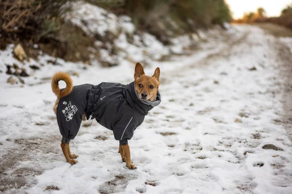 Hurtta Extreme Overall Insulated Dog Jacket | Blackberry 25S