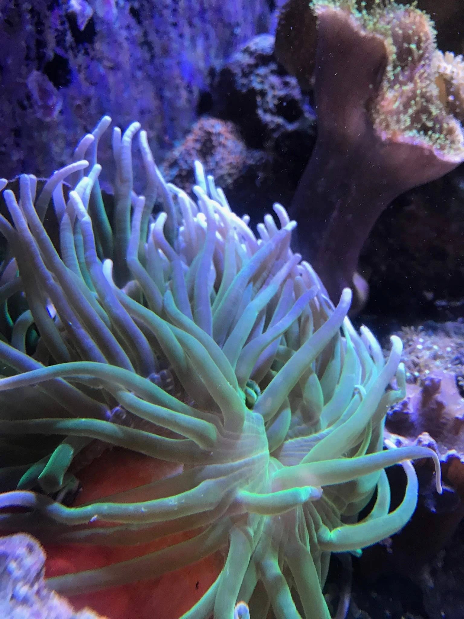 Seachem Reef Calcium - 500ml