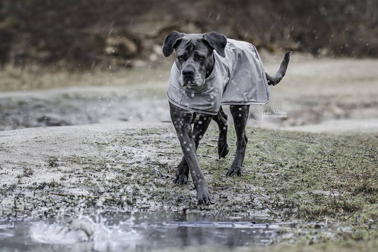 Kentucky Dog Rain Coat