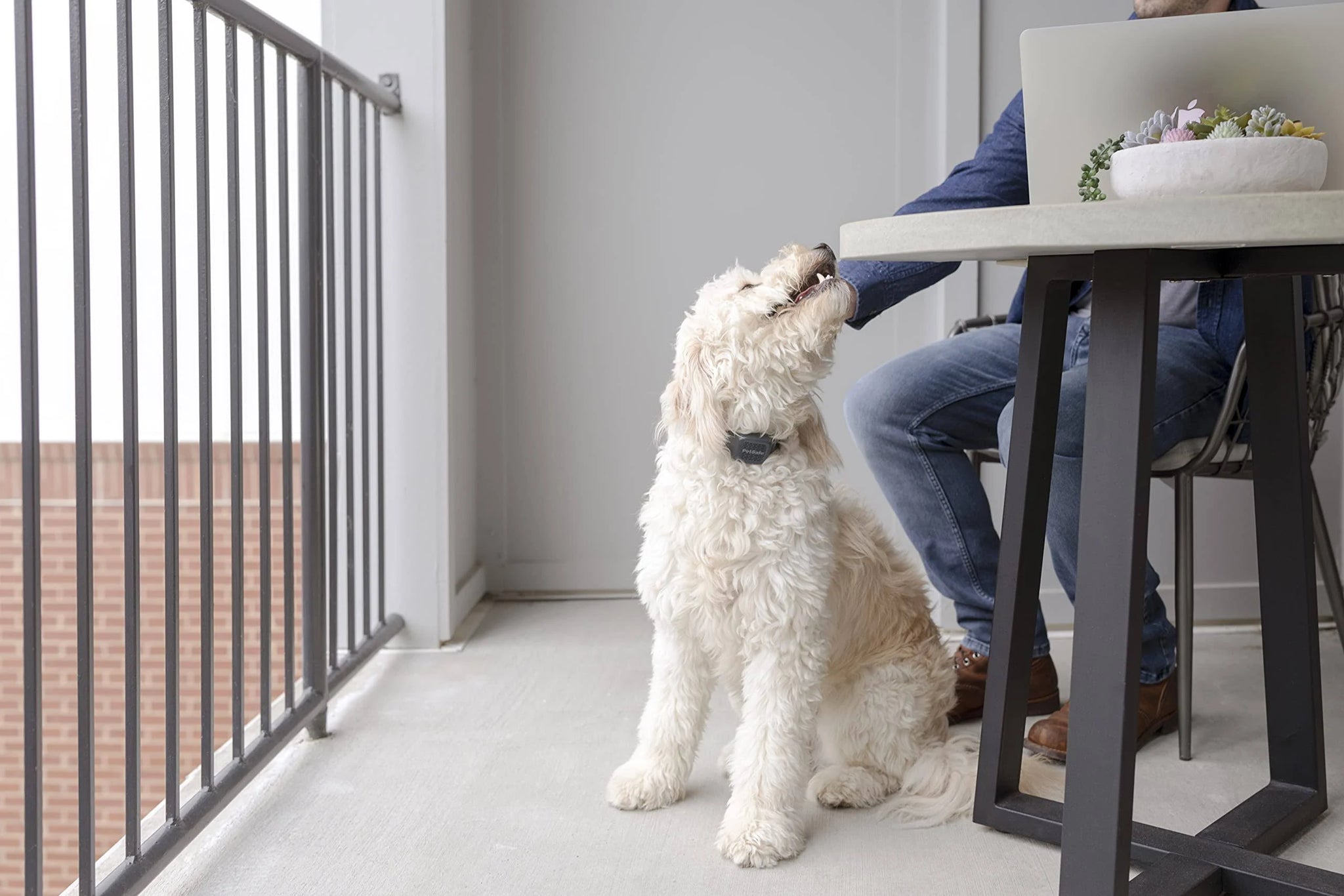 PetSafe Audible Bark Dog Collar