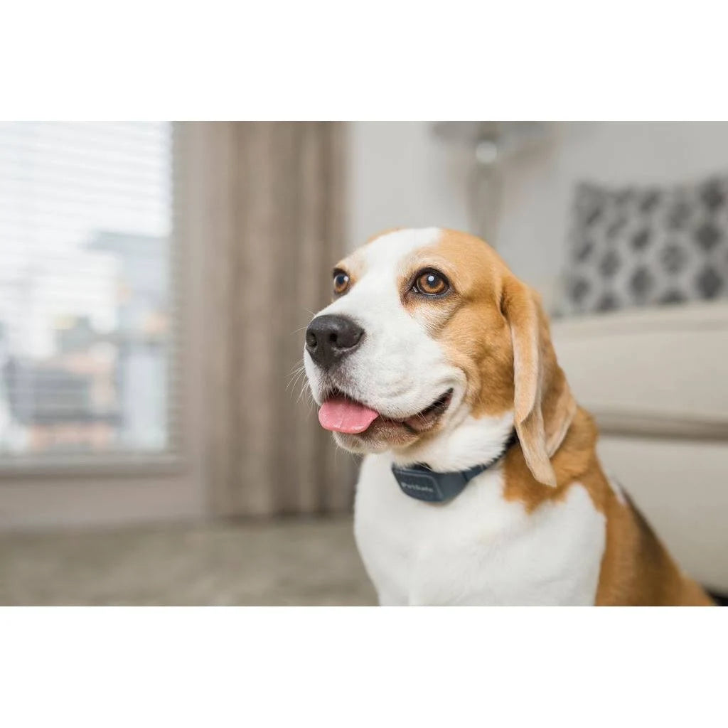 PetSafe Audible Bark Dog Collar
