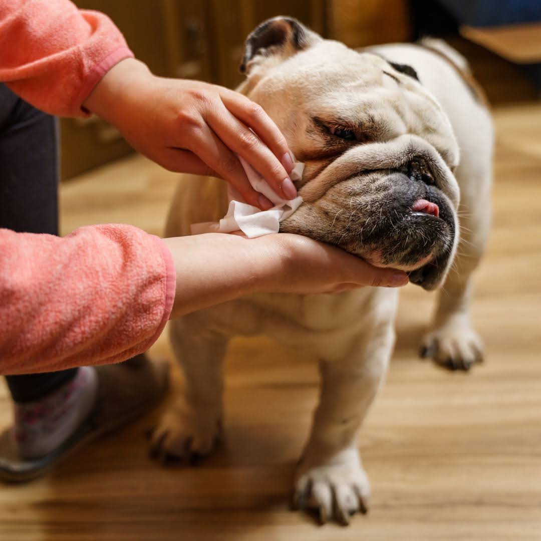 Petkin Germ Remove Wipes 100Pcs