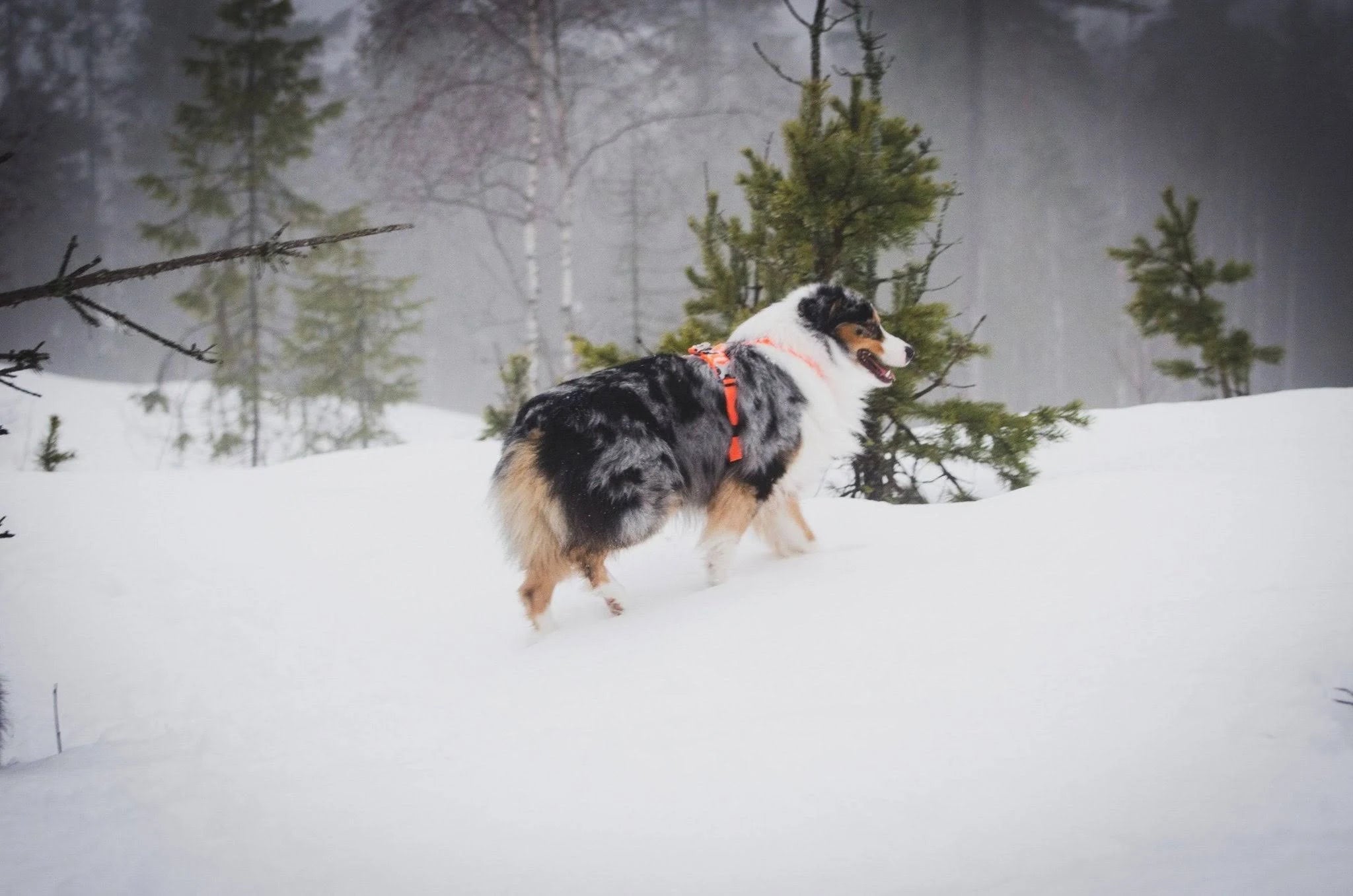 Non-Stop Dogwear Line Harness / Size 4 / Black