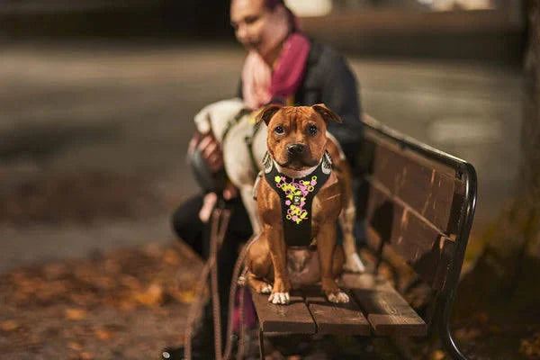 Hurtta Weekend Warrior Dog Harnesses Neon Licorice 5 Sizes - X-Large