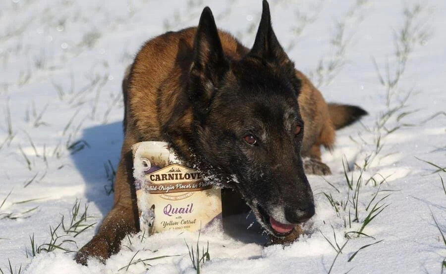 Carnilove Dog Pouch Ostrich with Blackberries - 300g