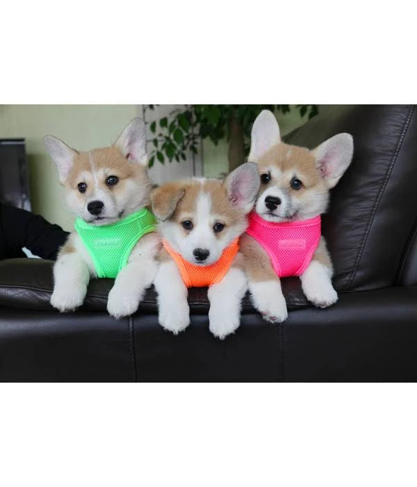 Puppia Neon Soft Harness A Orange
