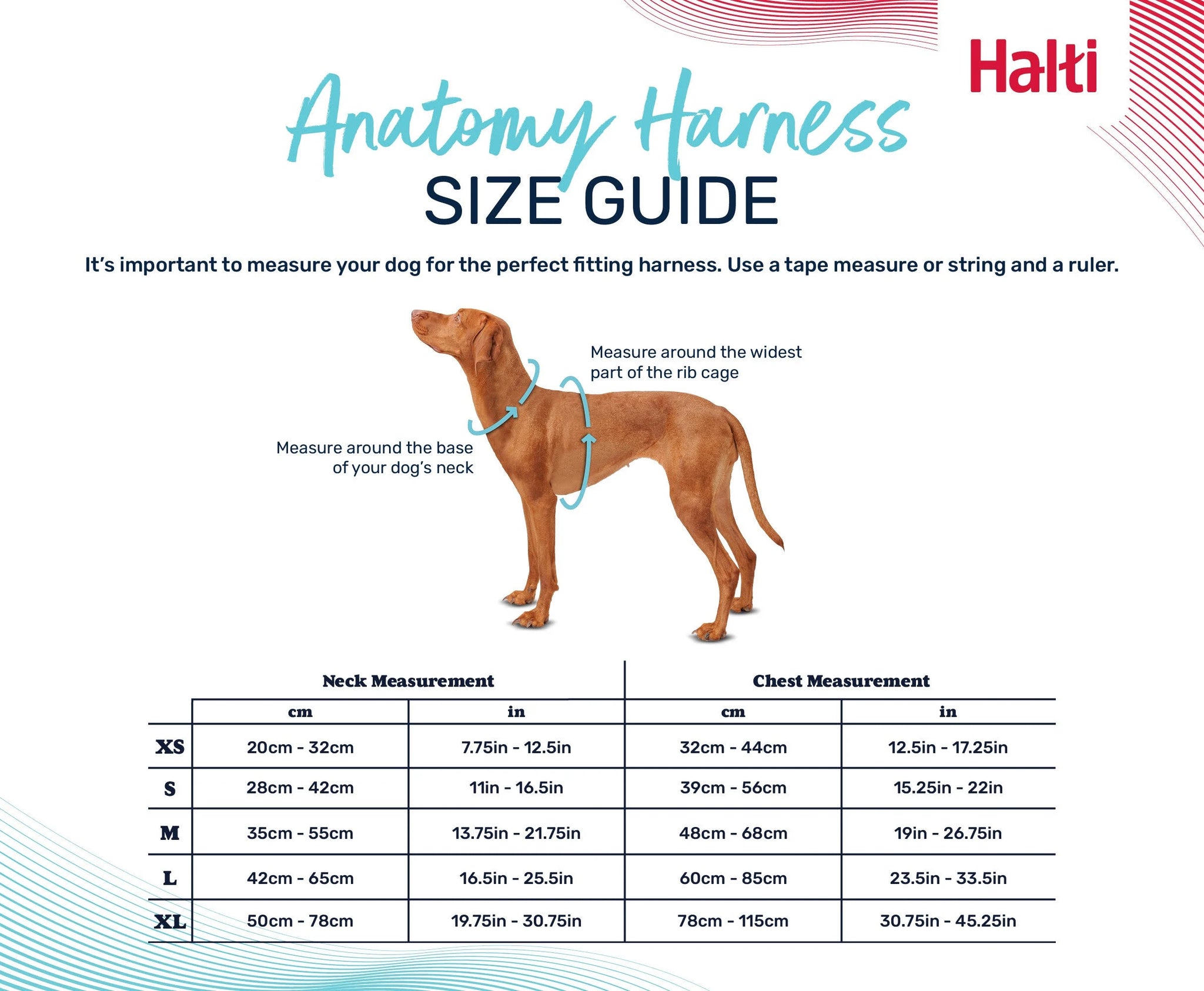 Halti Anatomy Harness Teal - Medium