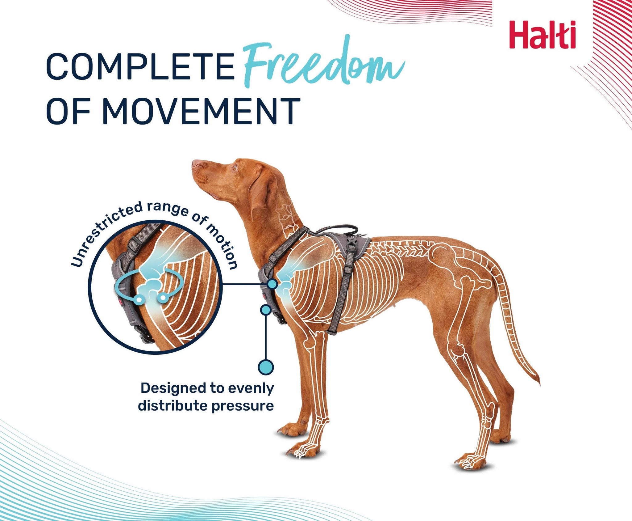 Halti Anatomy Harness Teal - Medium