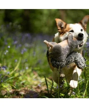 Petface Cyril Squirrel