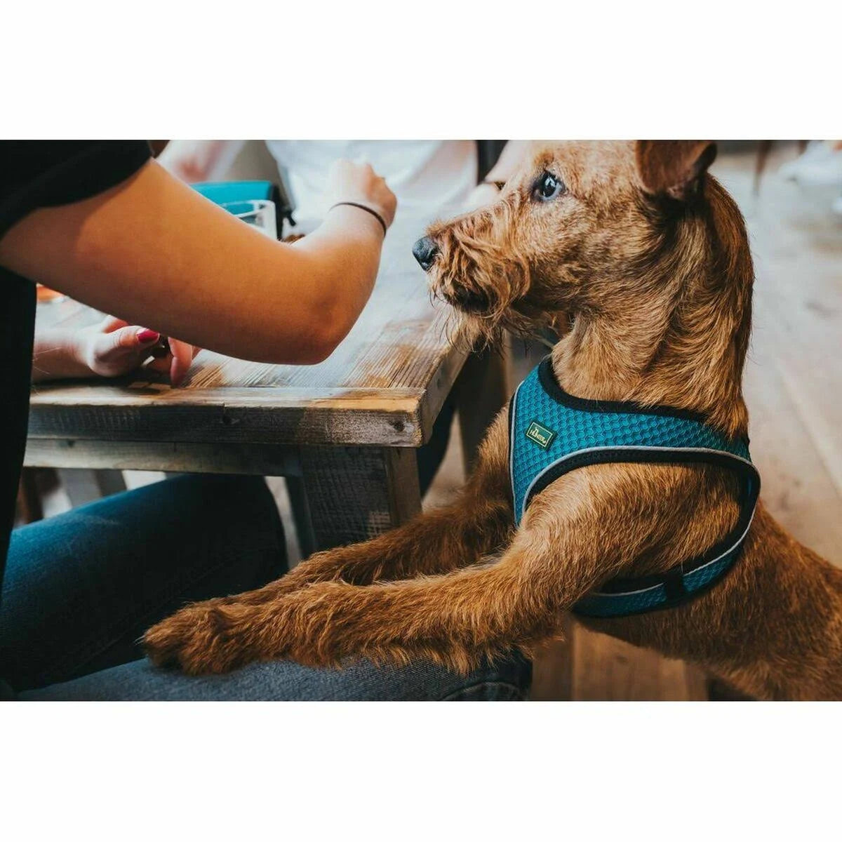 Hunter Hilo Comfort Harness Anthracite XS/S