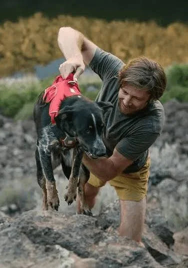 Ruffwear Webmaster harness - Purple Rain - XL - Von Wolf