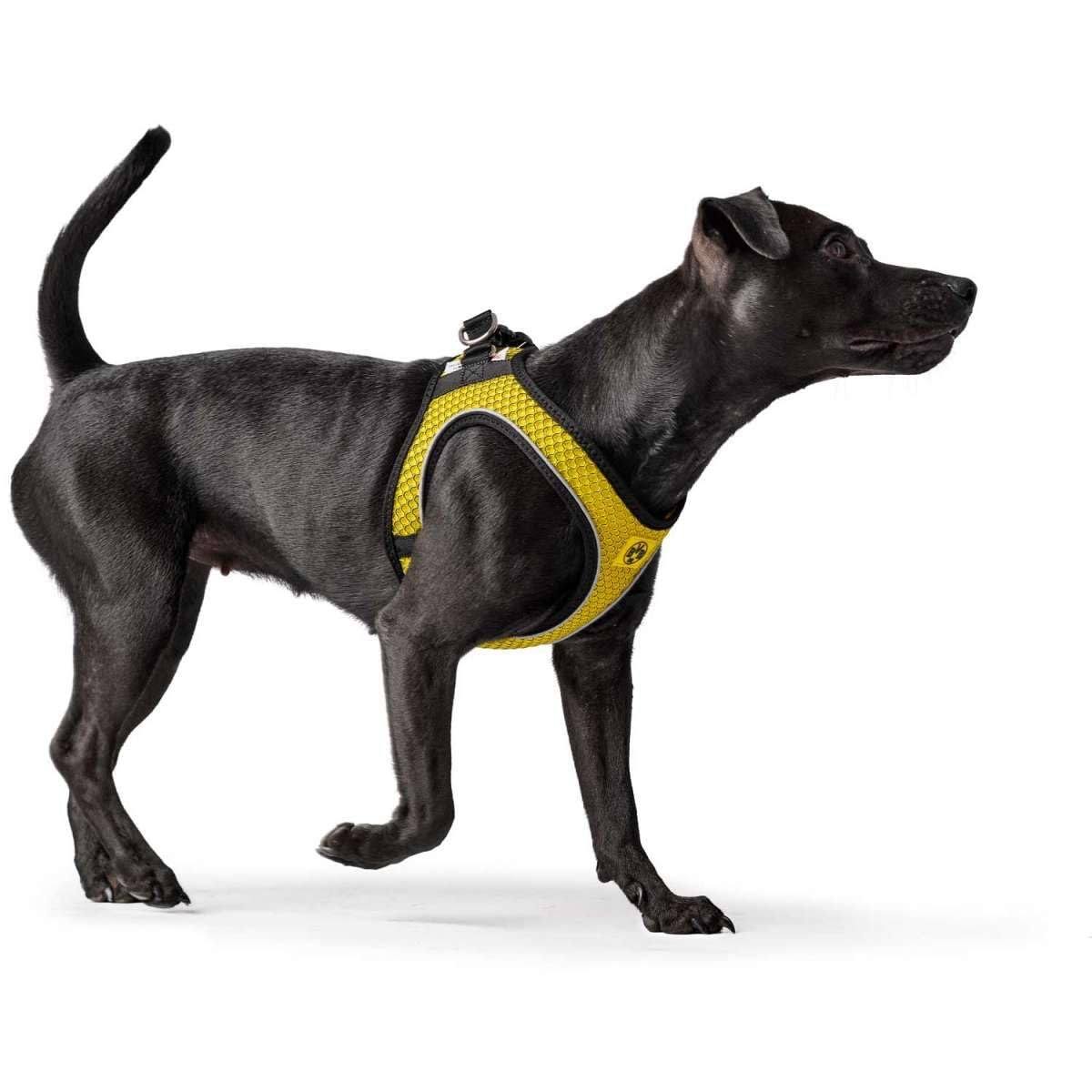 Hunter - Dog Harness Hilo Bvb XS-S - (68589)