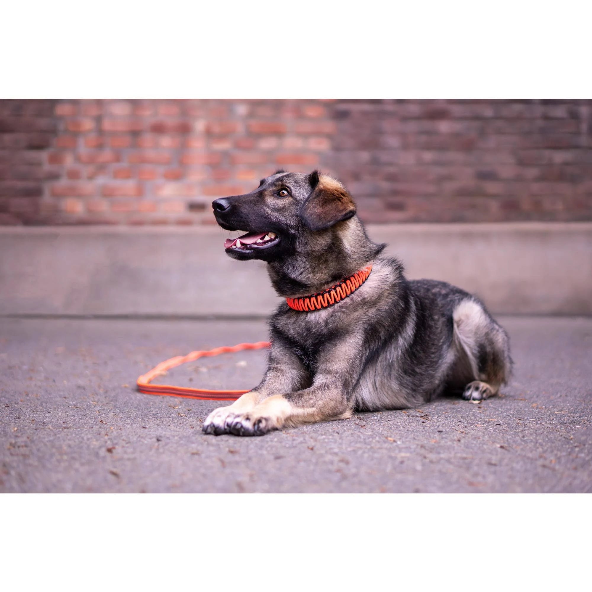 Dog Collar HS Sprenger Paracord 1,9 x 40 cm Orange