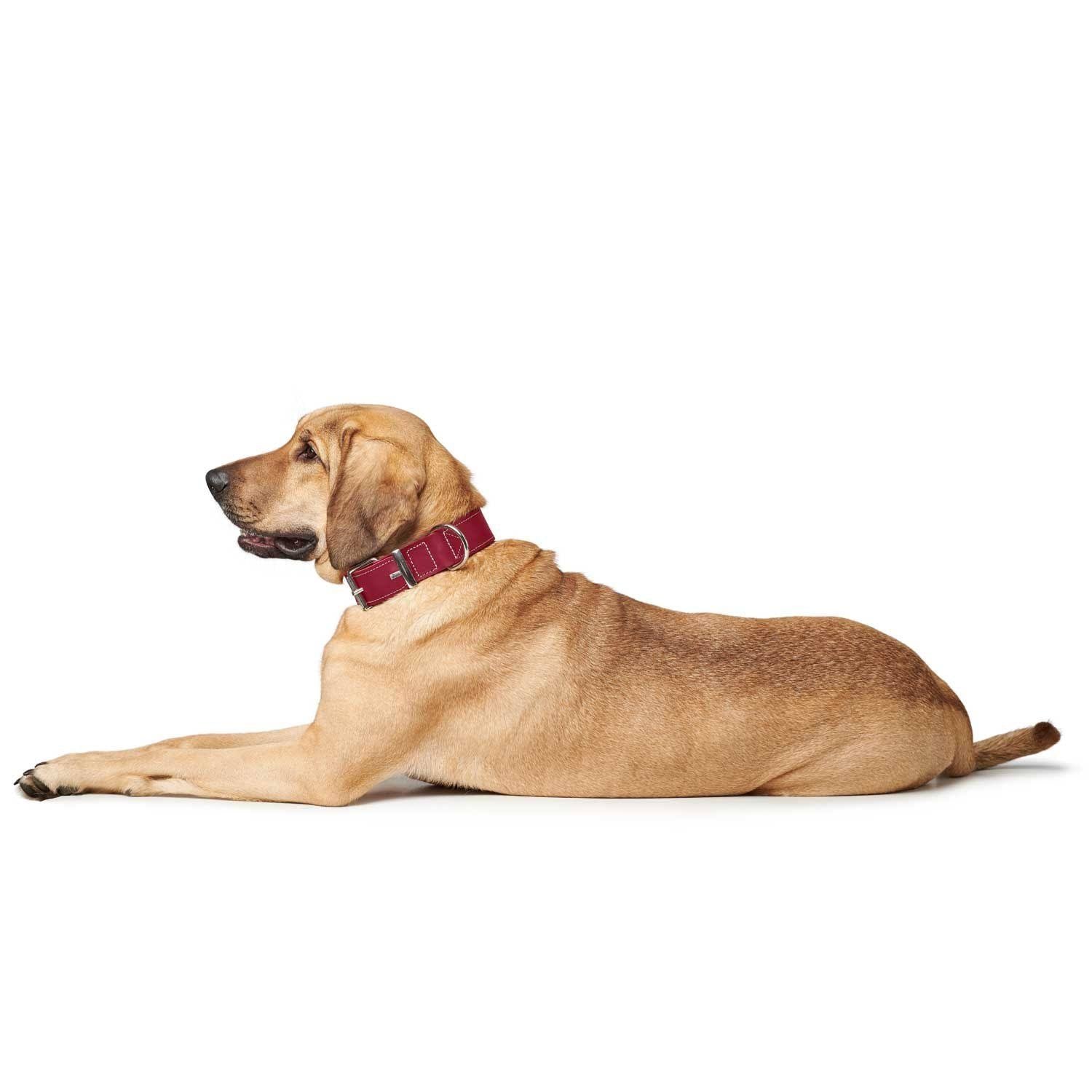 Leather Collars Hunter Leather Dog Collar Aalborg Special