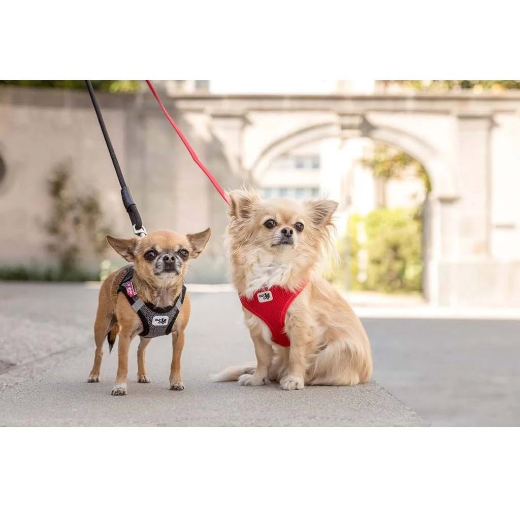 Curli Basic Leash Red M