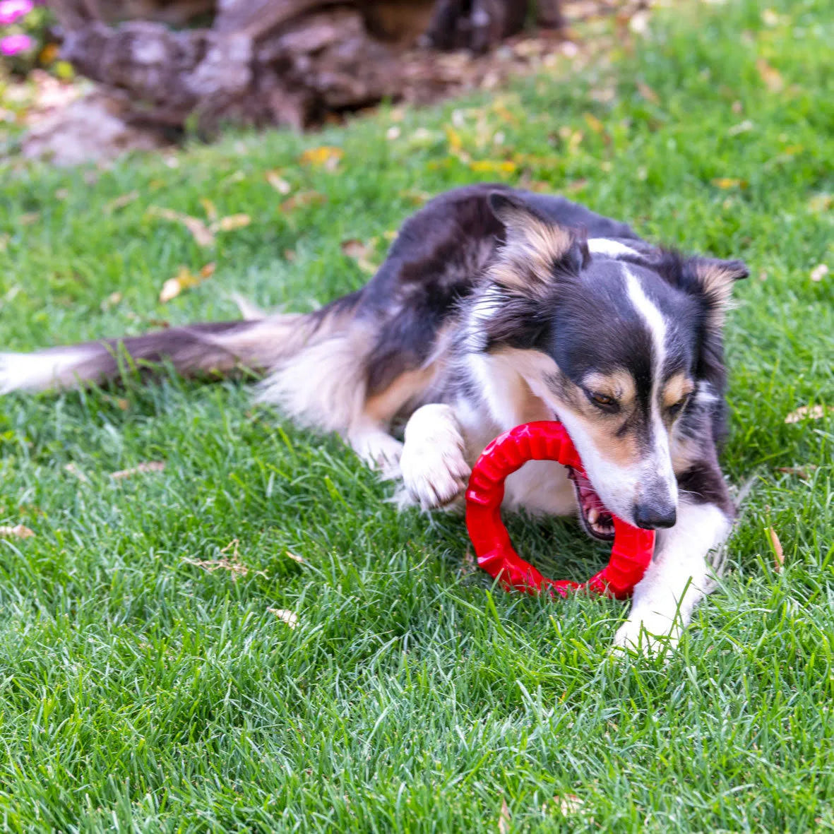 Ferplast Chew Toy for Dogs Smile Large 20x18x4 cm Red