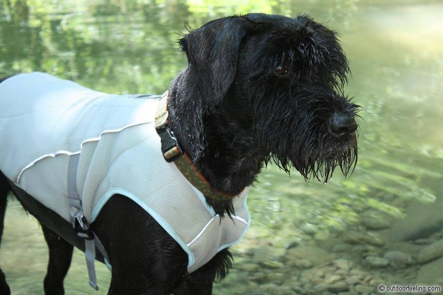 Ruffwear Swamp Cooler Dog Vest