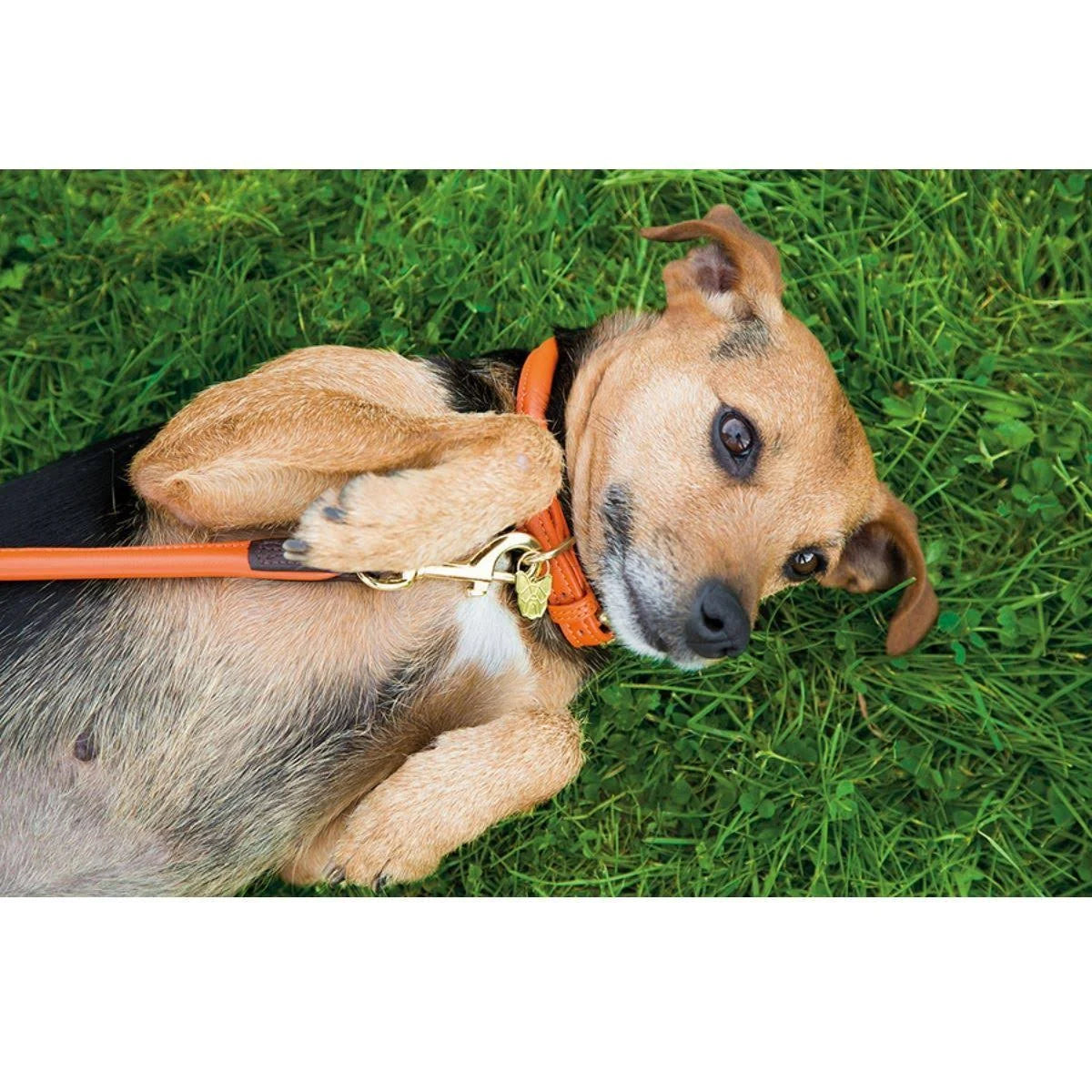 Digby & Fox rolled Leather Dog Collar Blue Small