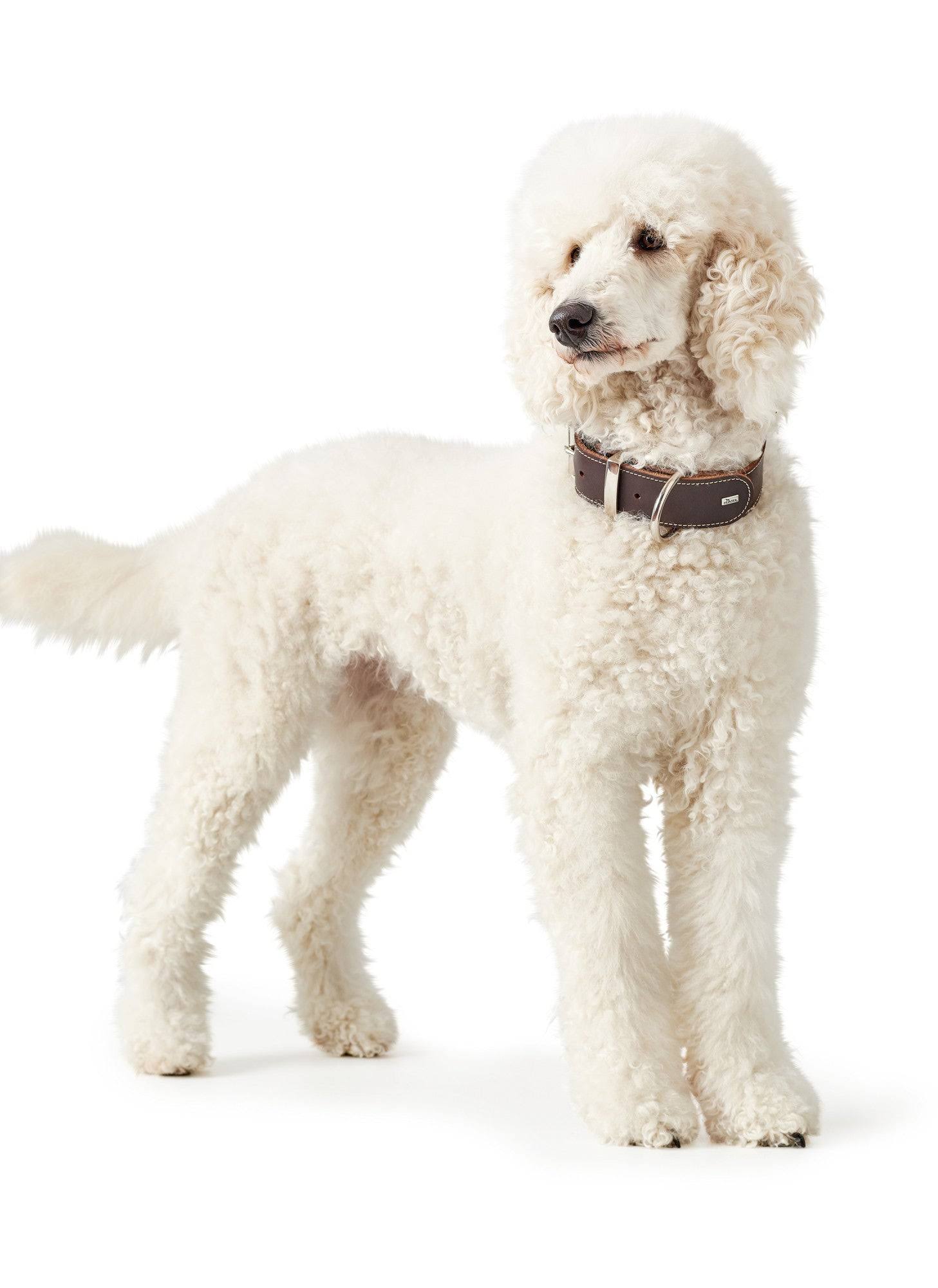 Dog Collar Hunter Aalborg Special