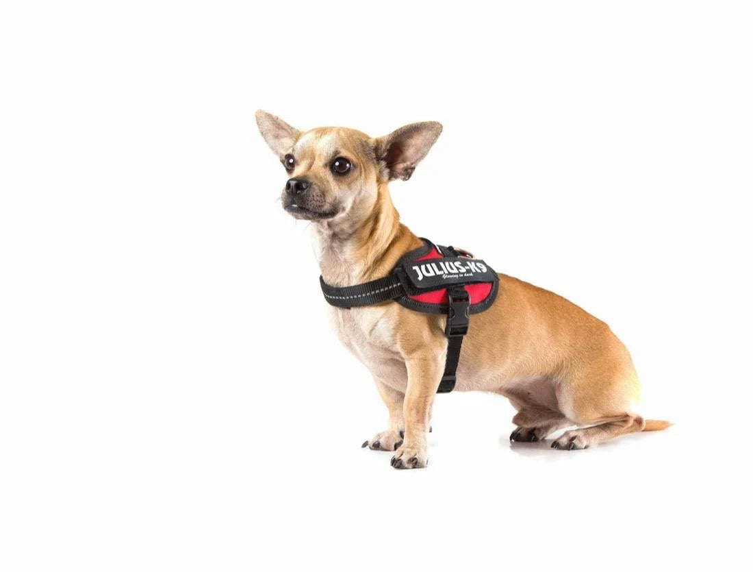 Julius-K9 IDC Flag Harness - France - Baby 1