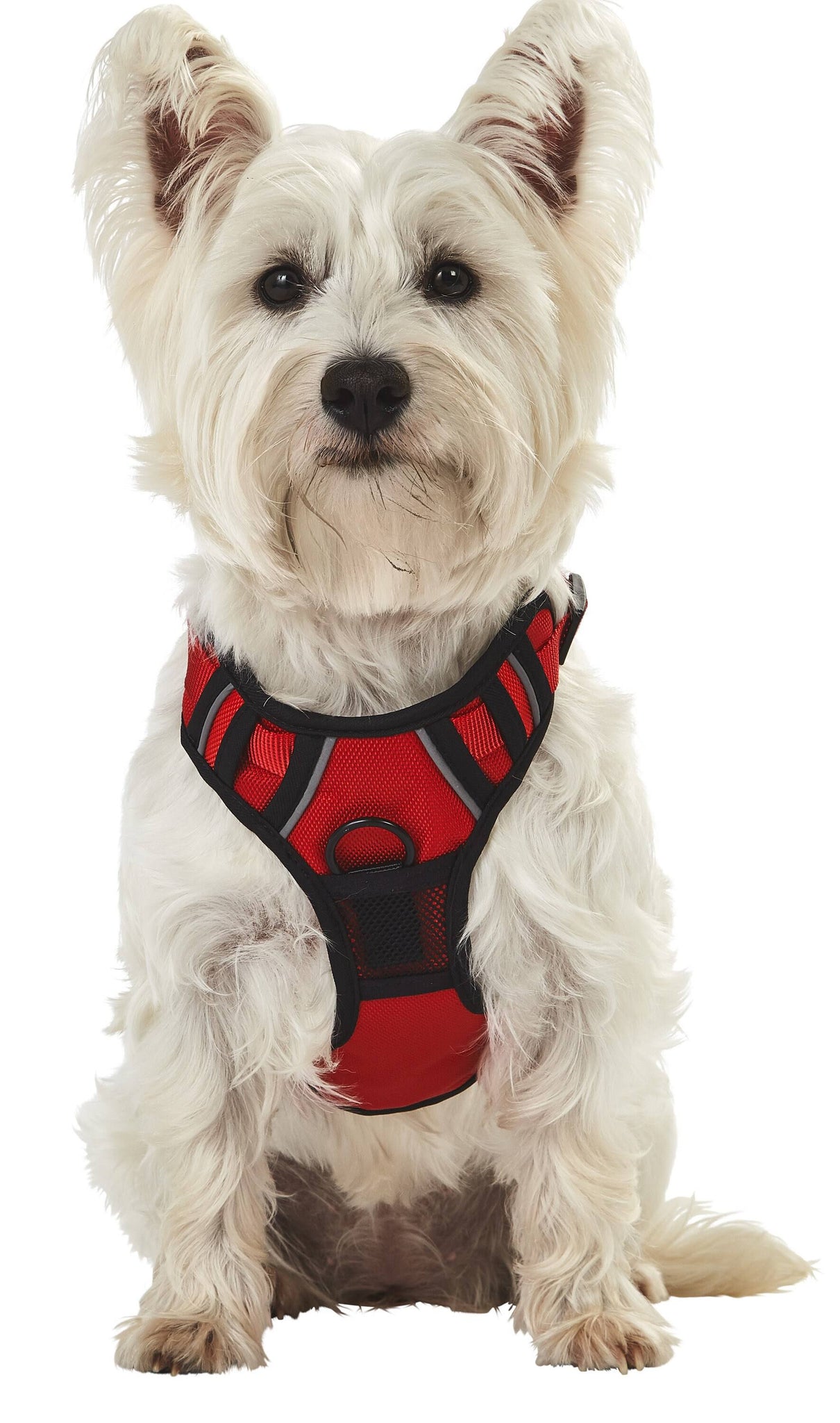 Bunty Adventure Pet Harness