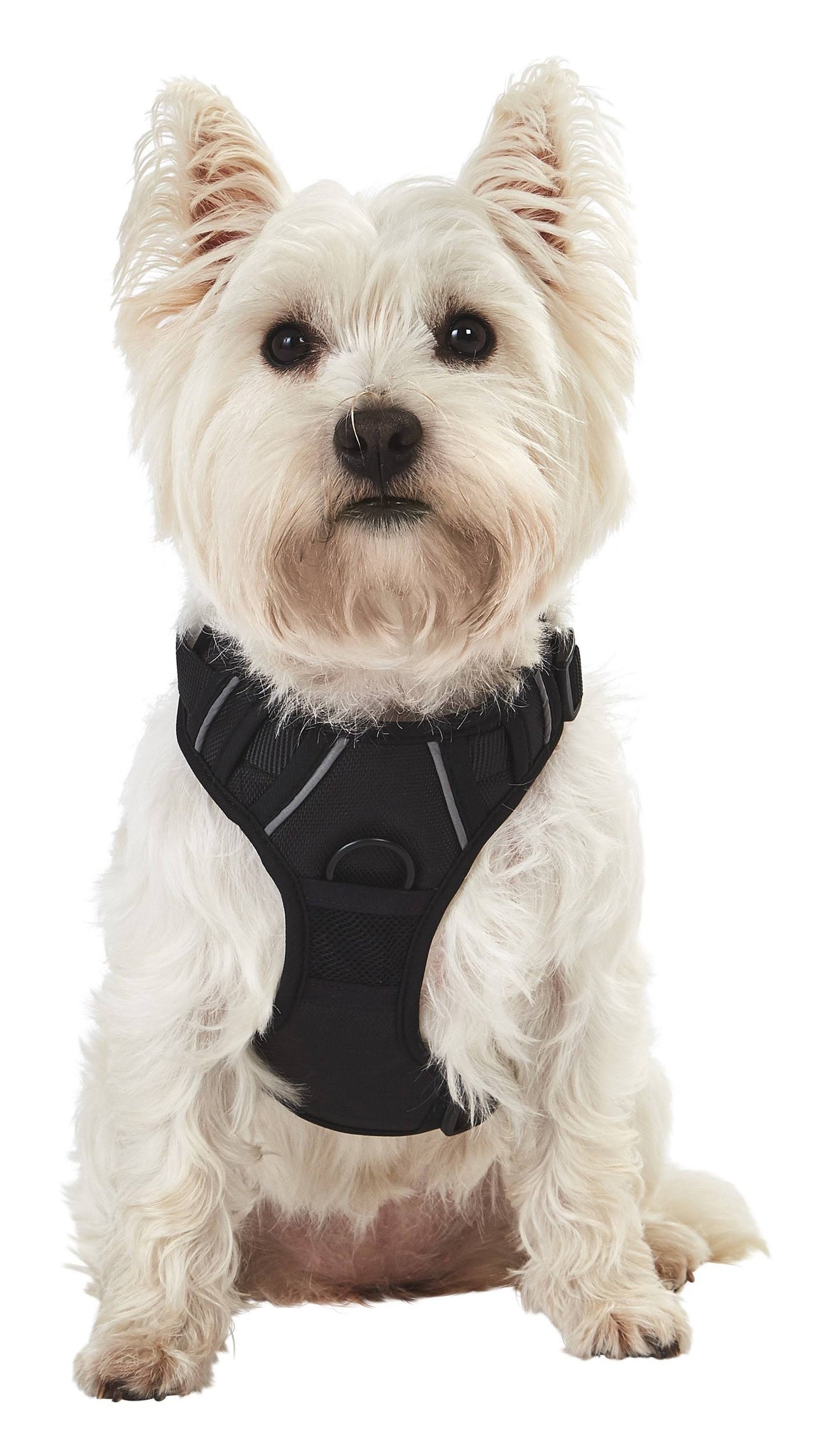 Bunty Adventure Pet Harness