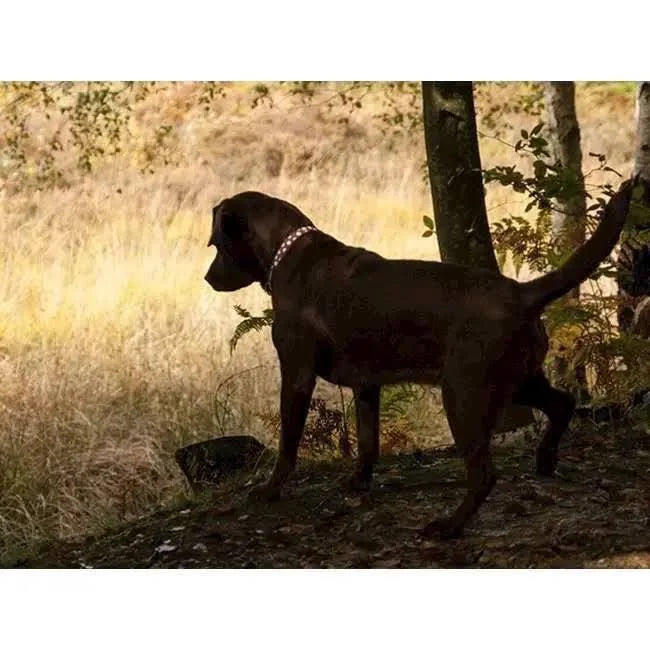 Red Dingo Dog Collar Brown & Pink Spots Large