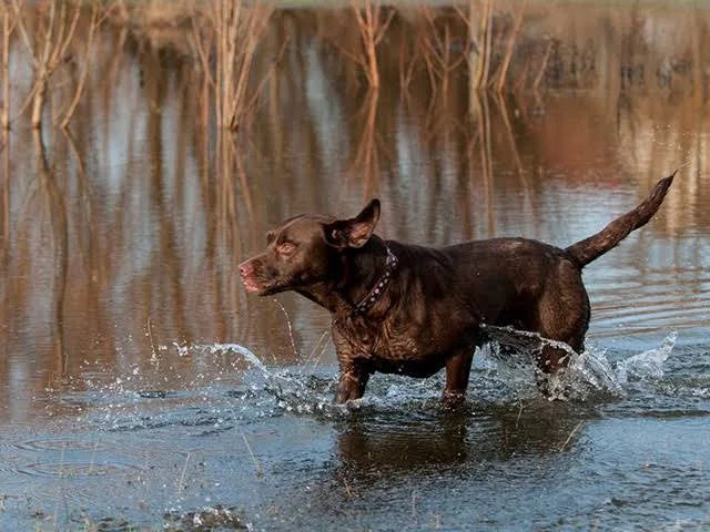 Red Dingo Dog Collar Brown & Pink Spots Large