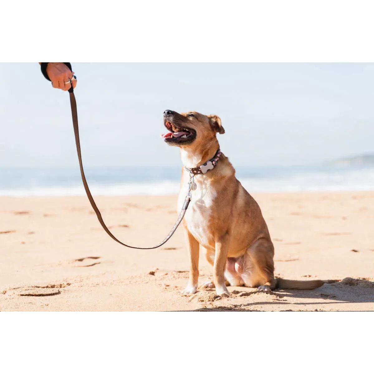 Red Dingo Dog Collar Brown & Pink Spots Large