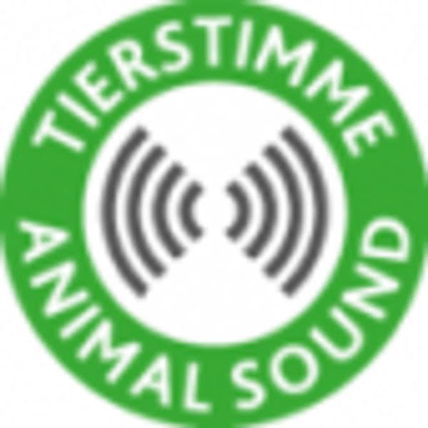 Trixie Assorted Bristle Pig Toy For Dogs - 21cm