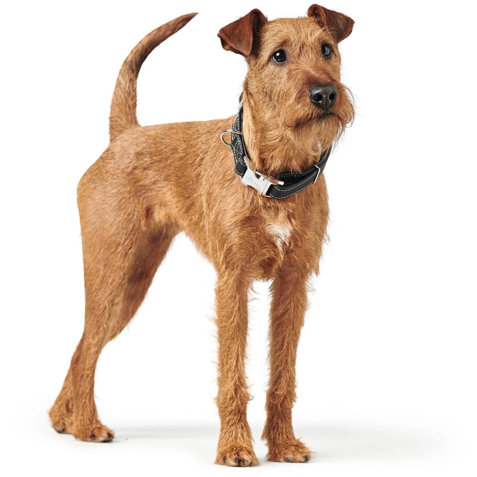 Cannes Leather Alu-Strong Dog Collar | Supple Cowhide Nappa Leather | HUNTER UK ...