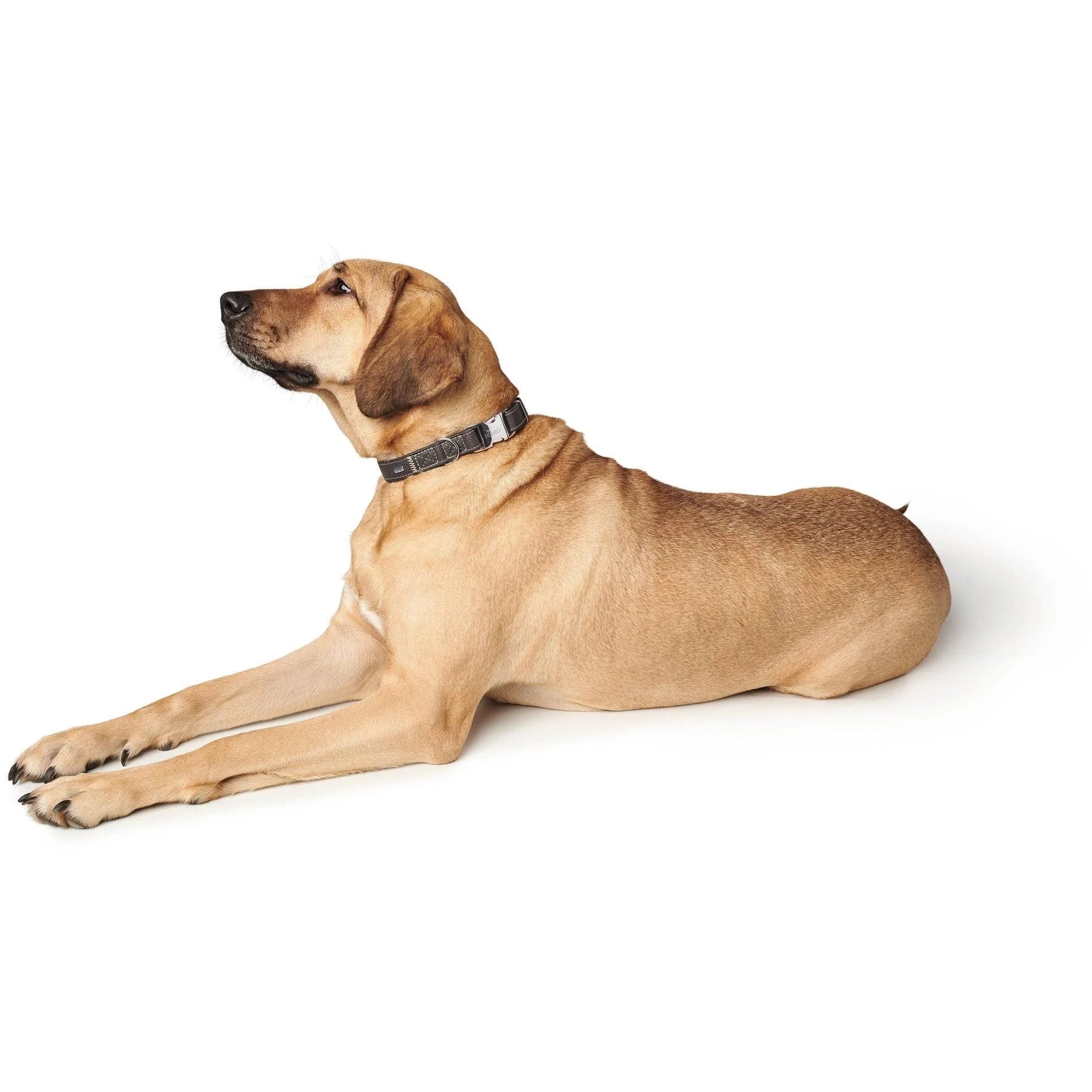 Cannes Leather Alu-Strong Dog Collar | Supple Cowhide Nappa Leather | HUNTER UK ...