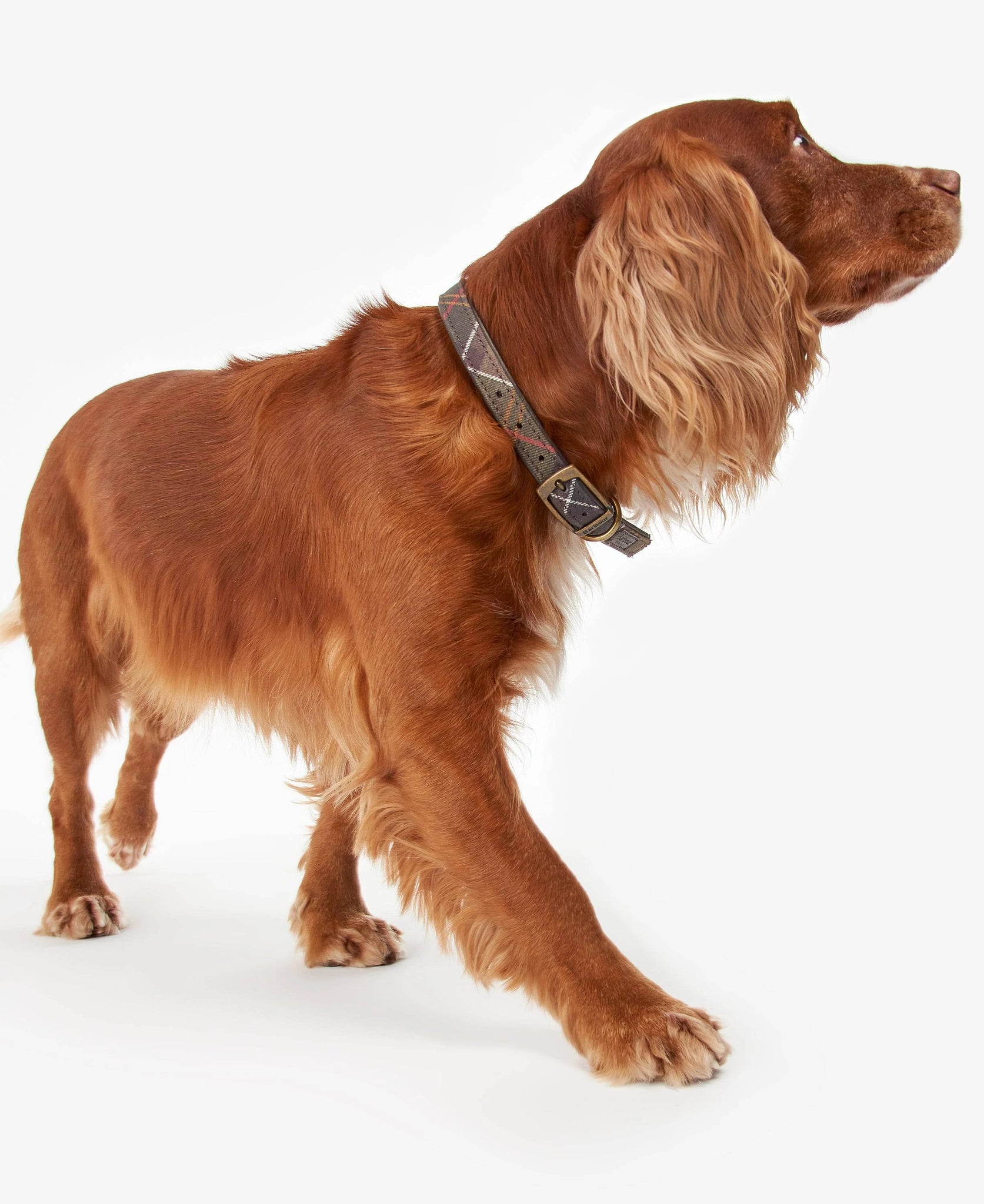 Barbour Classic Dog Collar Tartan