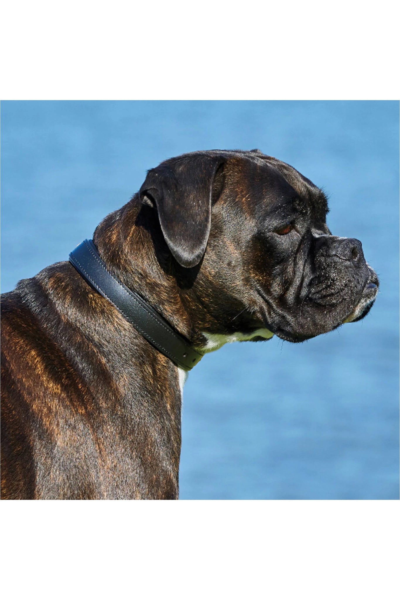 Weatherbeeta Padded Leather Dog Collar - Black