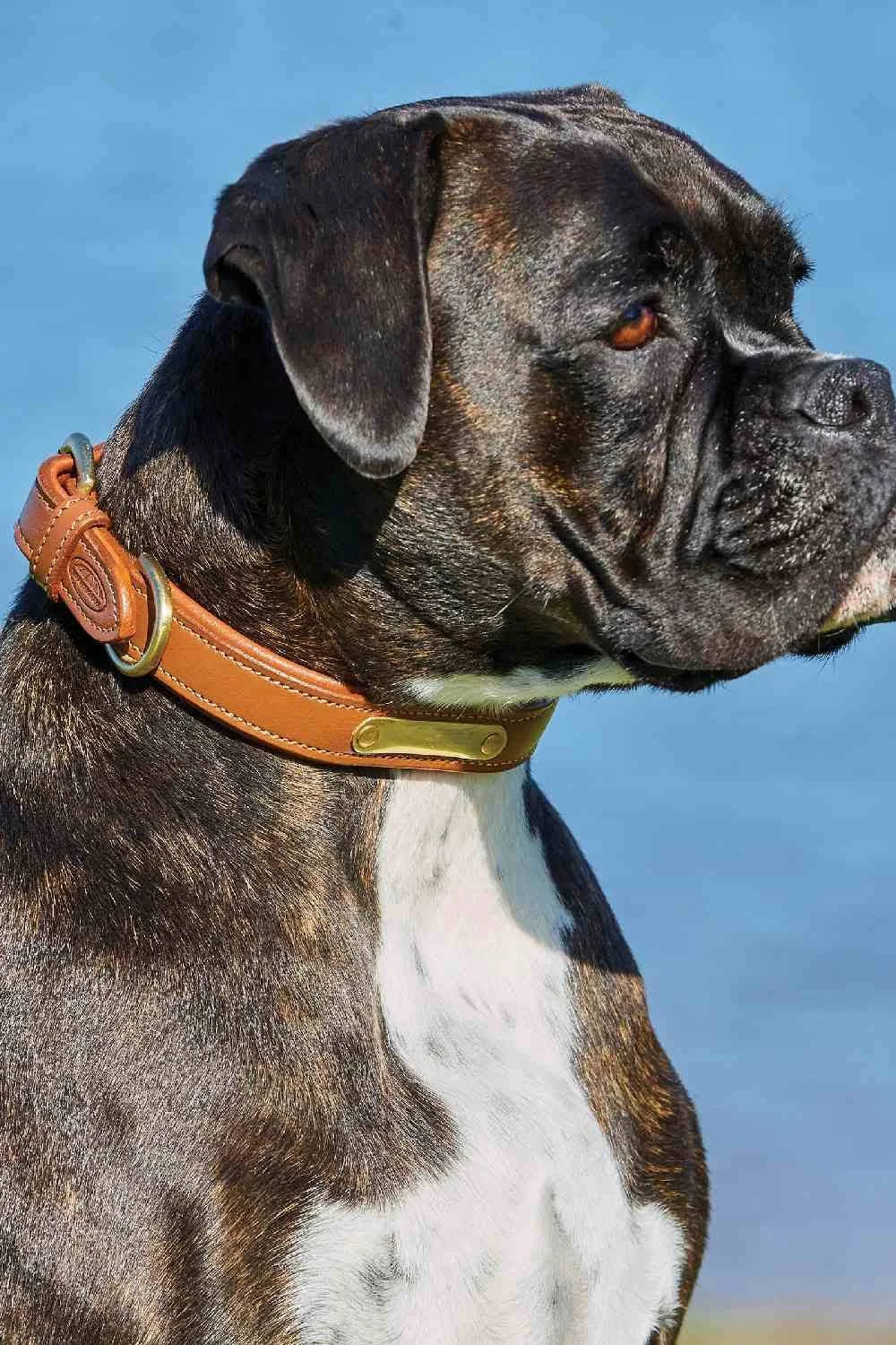 Weatherbeeta Padded Leather Dog Collar - Black
