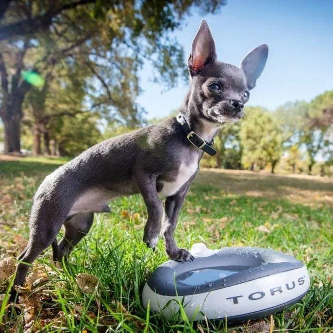 Torus Pet Water Bowl - 1L