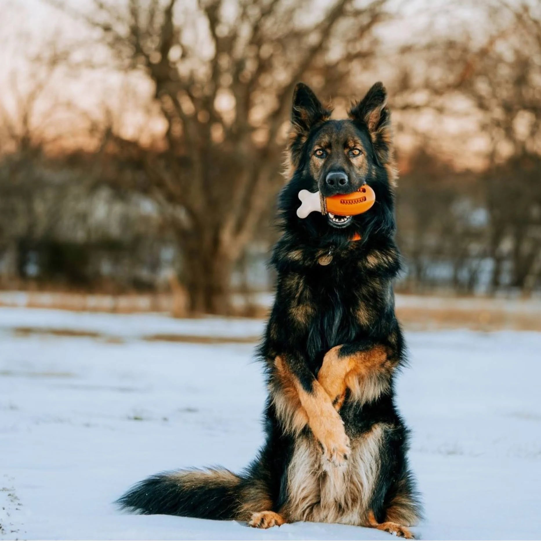 PetSafe Busy Buddy Chicken Dog Toy - Small / Medium