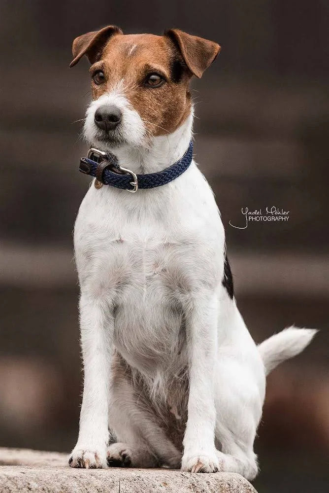 Kentucky Nylon Plaited Dog Collar